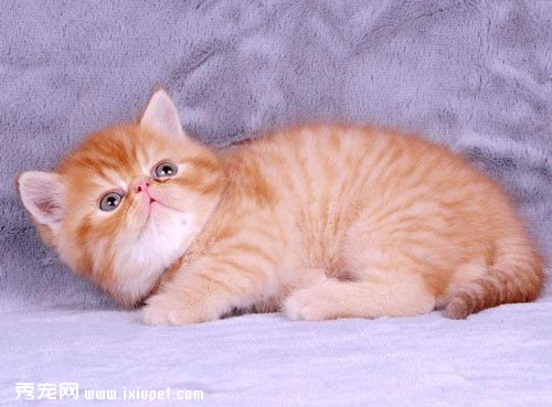 異國短毛貓|加菲貓的喂養常識你了解多少？