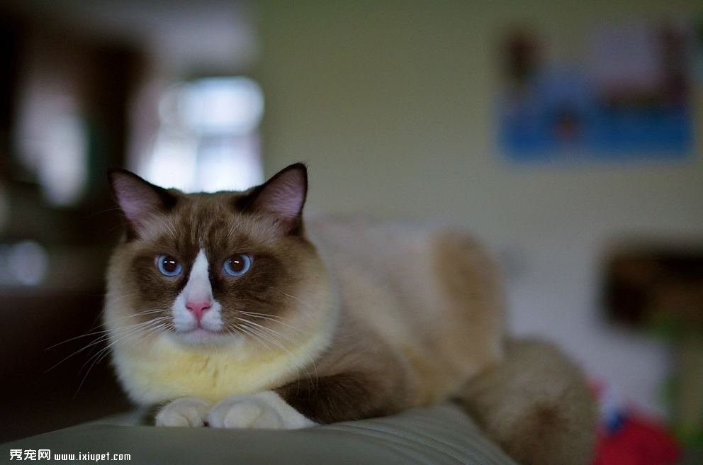 布偶貓個性特征及體型顏色