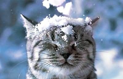 冬季貓咪飼養及護理注意