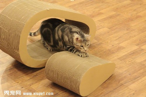 貓咪使用貓抓板的十個注意事項