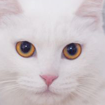 橙眼白貓圖片