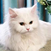 橙眼白貓外型