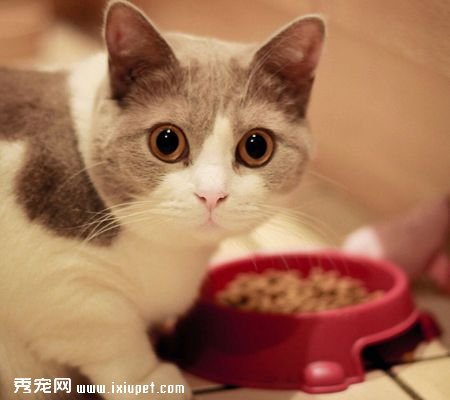貓咪喂食需要注意的一些事情