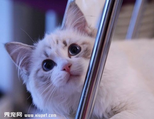 學習布偶貓飼養小竅門辨別飼養方法正確與否
