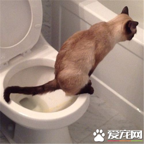 不用貓砂的貓廁所 找一個紙箱裡面放入細沙