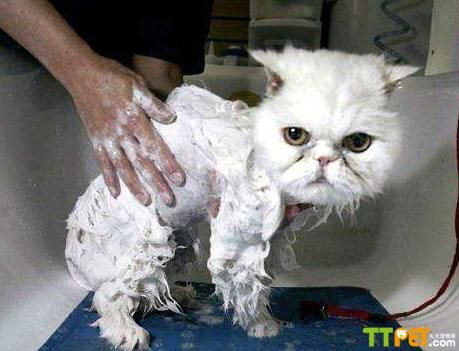 小貓用什麼東西洗澡