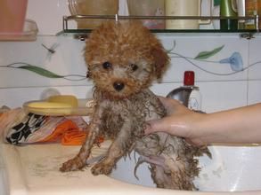 貴賓犬洗澡