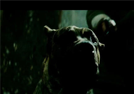 影片《風聲》中的加納利犬——蘭博