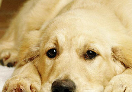 長期出租狗狗可能會造成抑郁