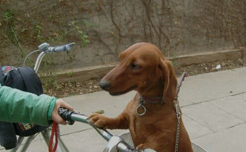 臘腸犬在自行車上