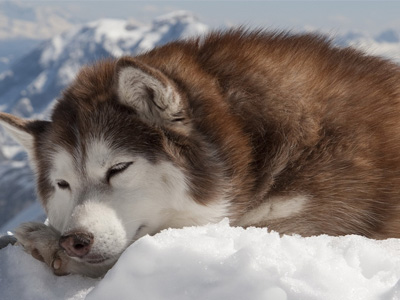 阿拉斯加雪橇犬.jpg