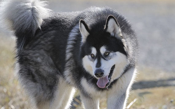 訓練阿拉斯加犬要了解狗狗行為心理