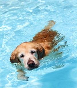 游泳中的金毛犬