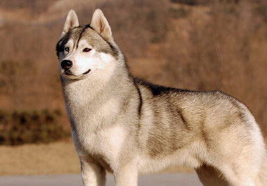 純種西伯利亞雪橇犬有什麼特點