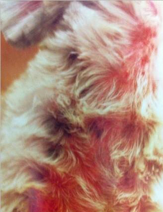 此犬頸部下大片皮膚潮紅，家中時有抓癢現象，刮片後確診為蠕形螨感染