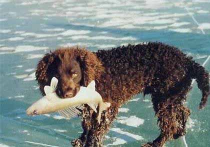 美國水獵犬