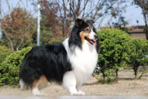 宠物犬喜乐蒂牧羊犬听话吗,喜乐蒂牧羊犬怎麼养