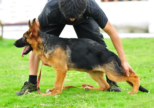 當狗狗不能自主完成動作時，需要一定的外力輔助