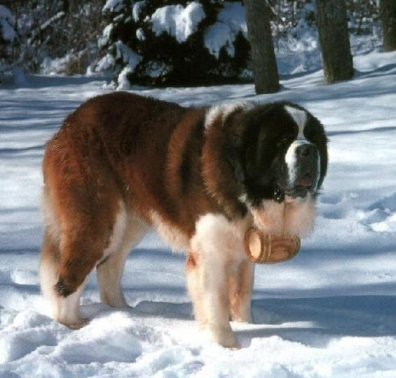 怎样训练圣伯纳犬