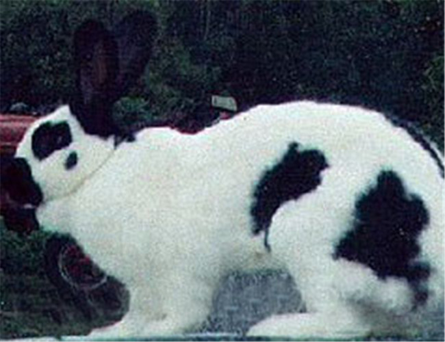 巨型格仔兔