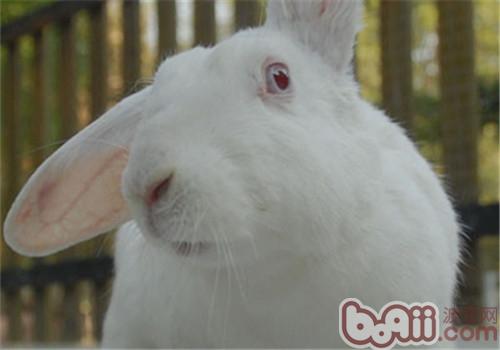 日本大耳兔