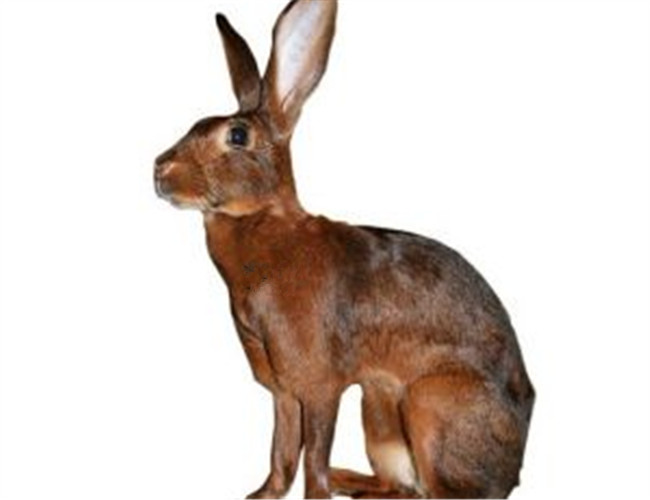 英種小型兔