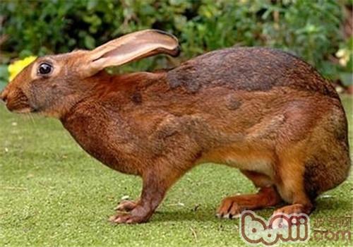 英種小型兔