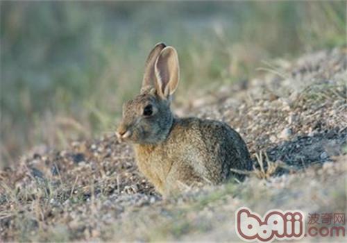 沙漠棉尾兔