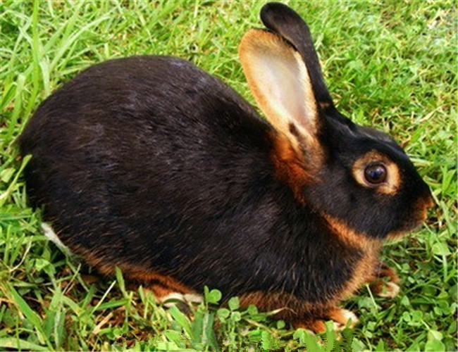 美國黃褐色家兔