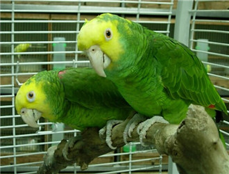 雙黃頭亞馬遜鹦鹉
