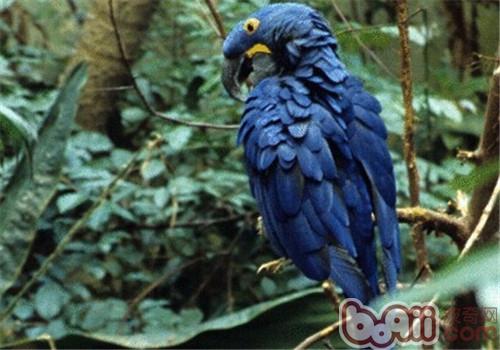 紫藍金剛鹦鹉