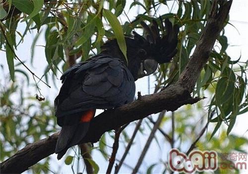 紅尾黑鳳頭鹦鹉