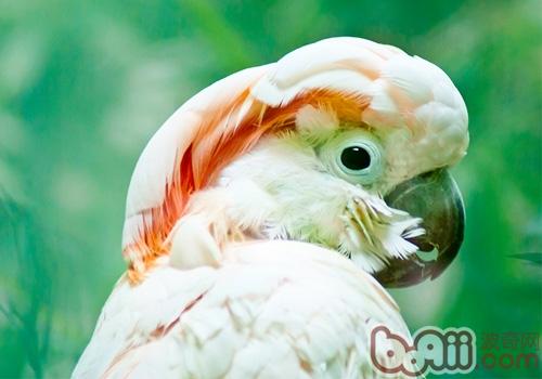 摩鹿加鳳頭鹦鹉