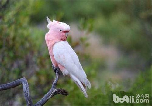 粉紅鳳頭鹦鹉