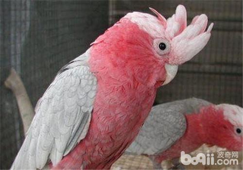 粉紅鳳頭鹦鹉