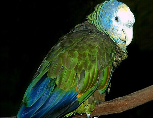 聖文生亞馬遜鹦鹉