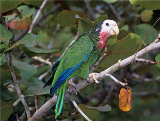 古巴亞馬遜鹦鹉