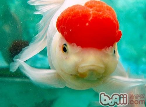 鶴頂紅金魚