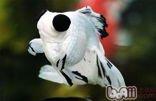 熊貓金魚
