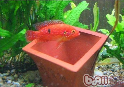 紅寶石魚