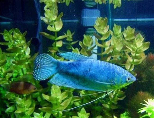 藍星魚