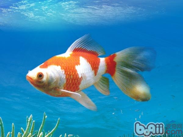 紅白草金魚