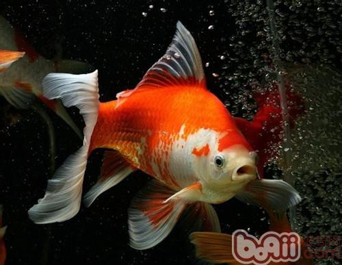 紅白草金魚