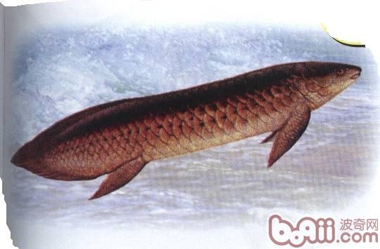 澳洲肺魚