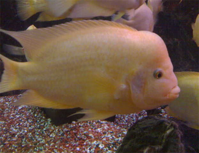 火鶴魚