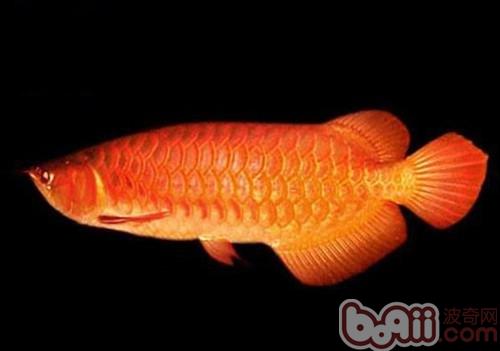 橙紅龍魚