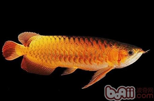 橙紅龍魚