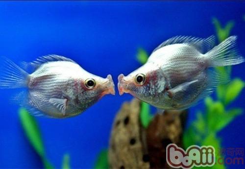 接吻魚