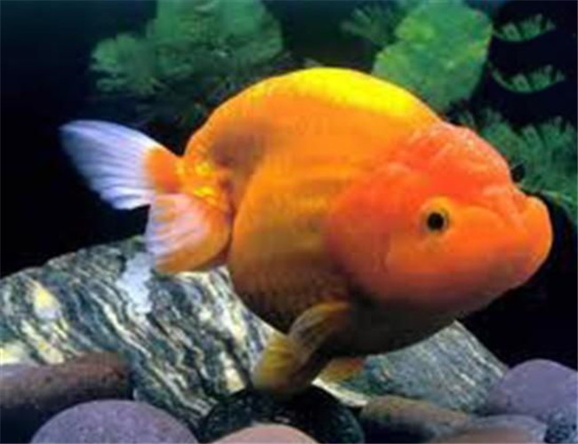 紅虎頭金魚