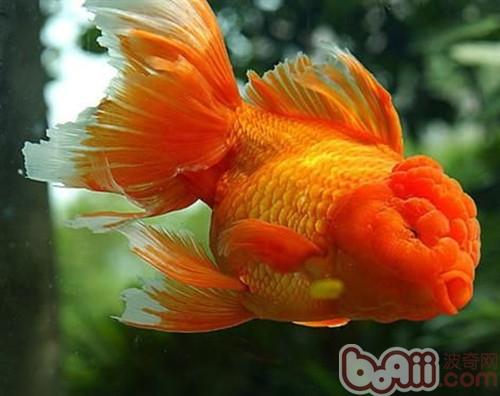 紅虎頭金魚